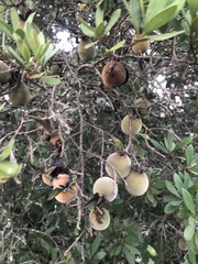 Diospyros dichrophylla