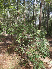 Lophostemon suaveolens