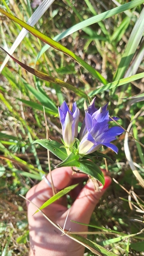 Image of Gentiana scabra by (c) Violetta Dzizyurova, some rights reserved (CC BY)
