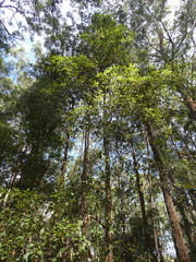 Lophostemon suaveolens