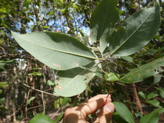 Lophostemon suaveolens