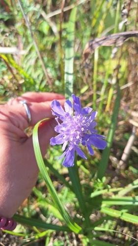 Image of Wooly-Leaf Scabious (Scabiosa lachnophylla) by (c) Violetta Dzizyurova, some rights reserved (CC BY)