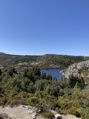 Athrotaxis cupressoides