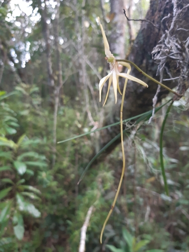Jumellea teretifolia