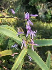 Cyphia transvaalensis