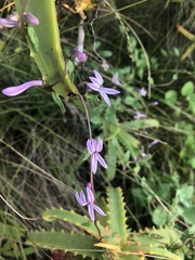 Cyphia transvaalensis