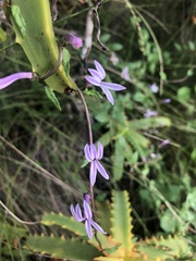 Cyphia transvaalensis