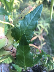 Cyphia transvaalensis