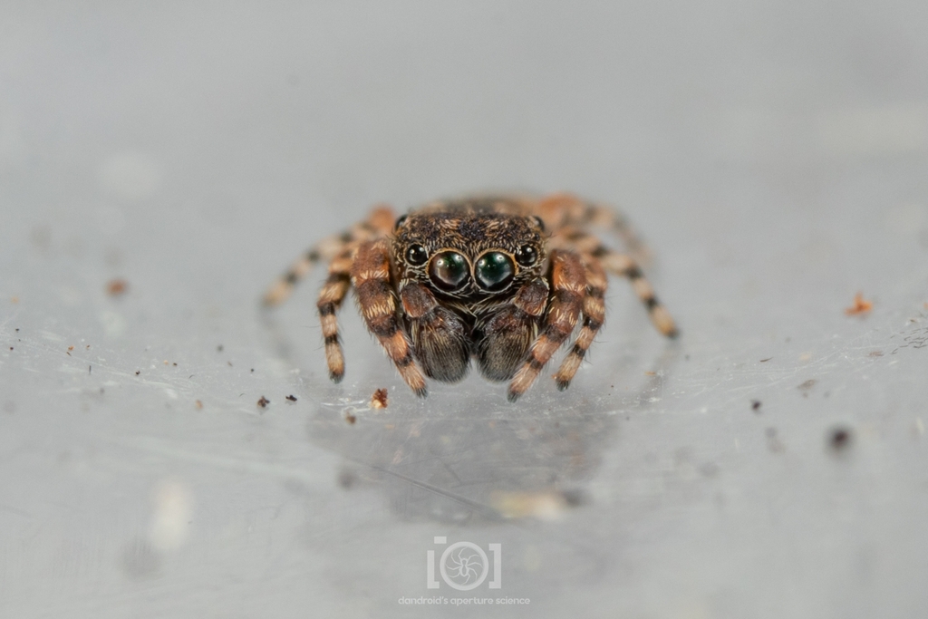 Attidops cinctipes