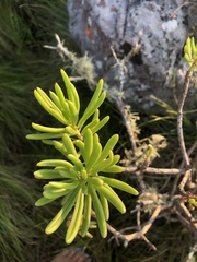 Senecio barbertonicus