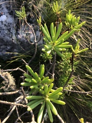 Senecio barbertonicus