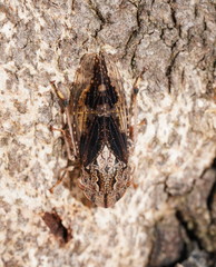 Stenocotis depressa