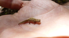 Brookesia tuberculata