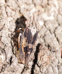 Stenocotis depressa