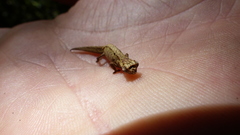 Brookesia tuberculata