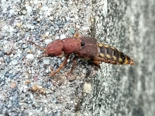 Platydracus biseriatus