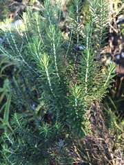 Helichrysum kraussii
