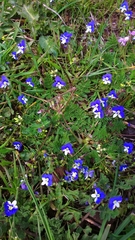 Veronica syriaca