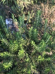 Helichrysum kraussii