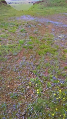 Veronica syriaca