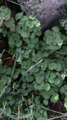 Pseudodictamnus undulatus