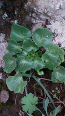 Umbilicus intermedius