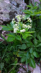 Lecokia cretica