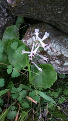 Corydalis triternata