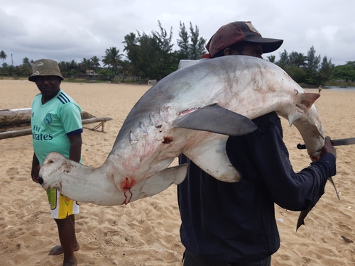 Smooth Hammerhead