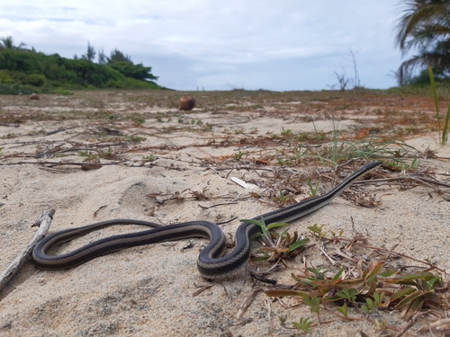 Bernier's Striped Snake