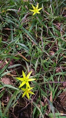 Gagea commutata