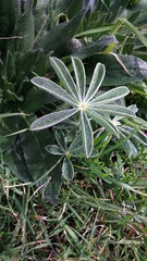 Lupinus pilosus