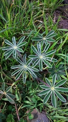 Lupinus pilosus