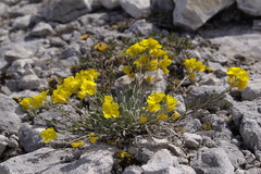 Physaria calderi