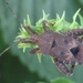 Acanthocoris sordidus - Photo (c) onidiras-iNaturalist, some rights reserved (CC BY-NC), uploaded by onidiras-iNaturalist