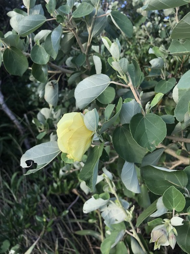 Image of Hibiscus hamabo by no rights reserved