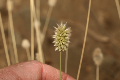 Image of Enneapogon lindleyanus by (c) Greg Tasney, some rights reserved (CC BY-SA)