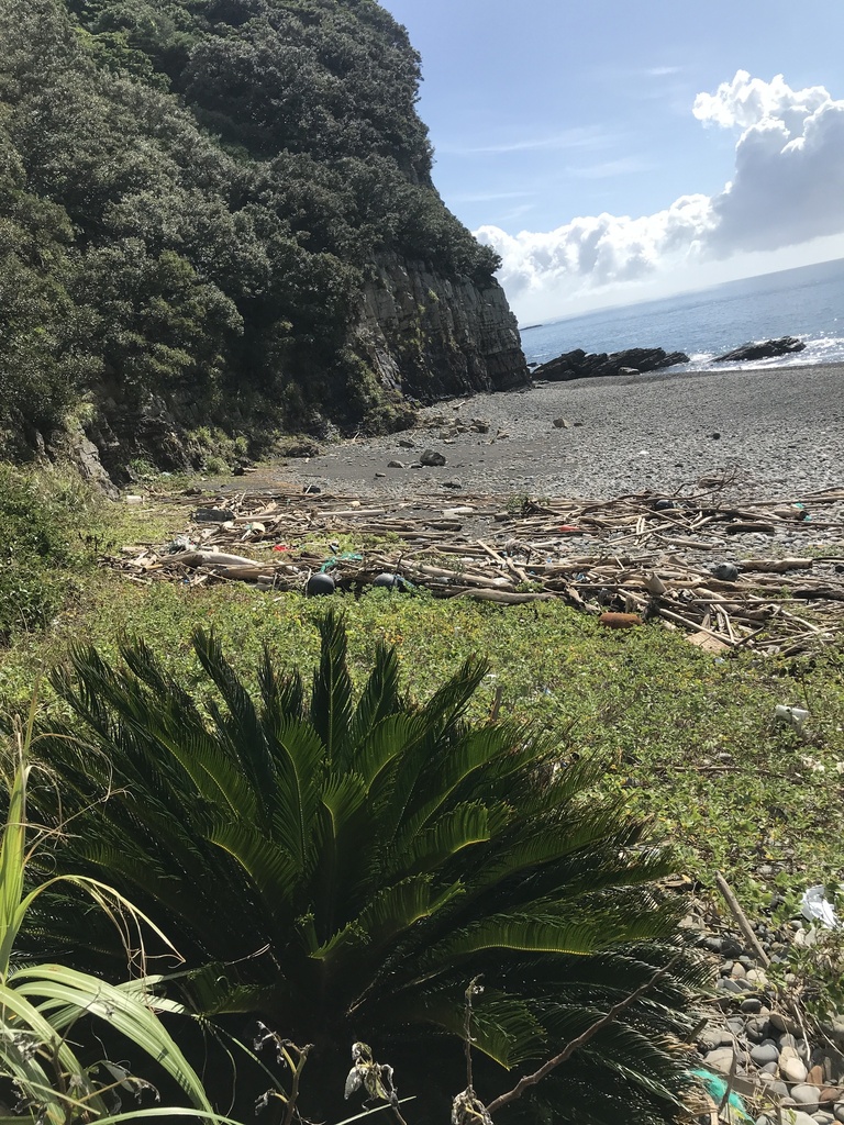 Sago cycad from Kashimacho Imuta, Satsumasendai, Kagoshima 8961301