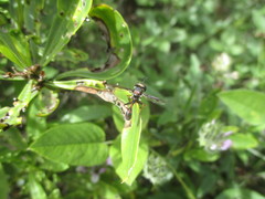 Physocephala biguttata