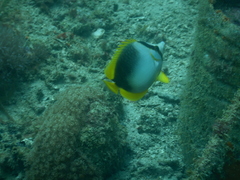 Chaetodon leucopleura