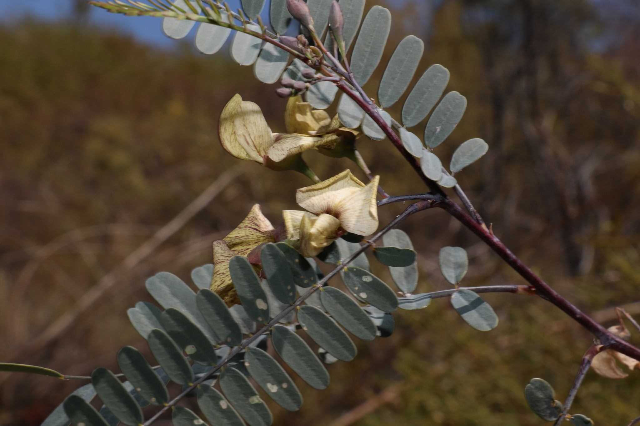 Sesbania-Pea (Sesbania benthamiana)