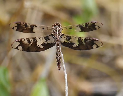 Filigree Skimmer photo 3