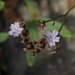 Limonium dictyophorum - Photo (c) Ron Frumkin, some rights reserved (CC BY-NC), uploaded by Ron Frumkin