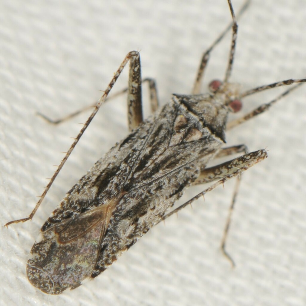Phytocoris inops