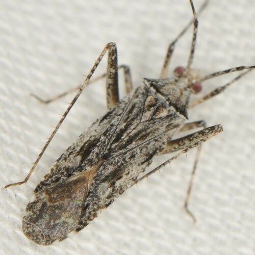 Phytocoris inops