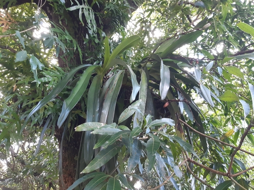 Angraecum eburneum superbum