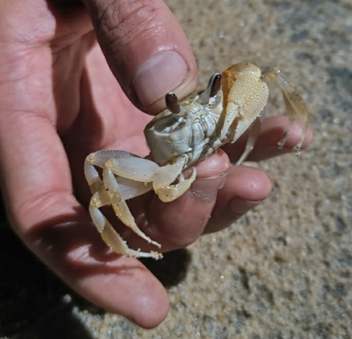 Madagascan Ghost Crab
