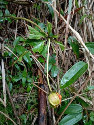 Image of Paris polyphylla by (c) jimmy, some rights reserved (CC BY)