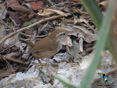 Uropsila leucogastra