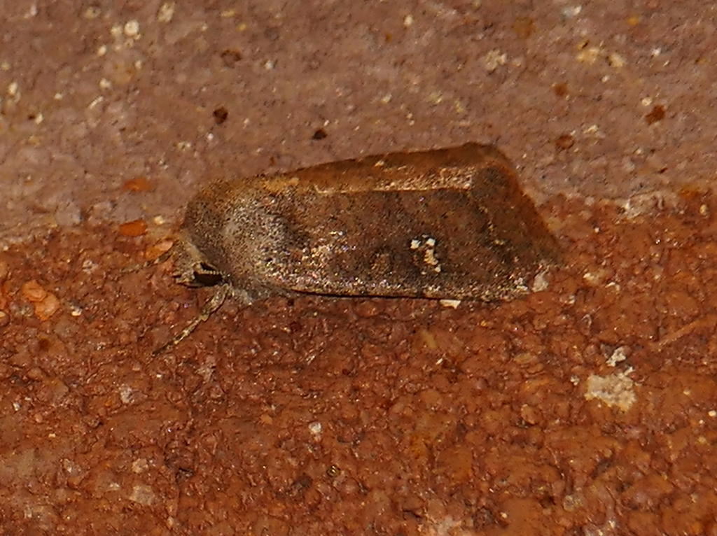 Trichopolia antennata